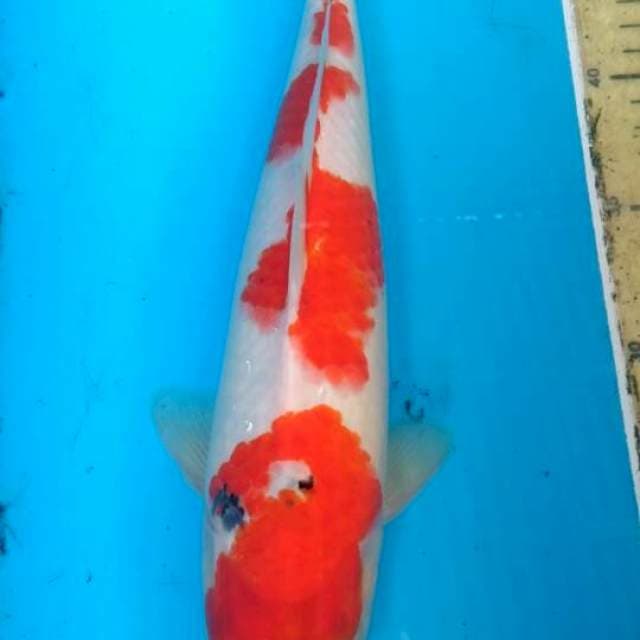Sanke 32 cm,  