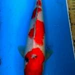 Sanke 32 cm,  