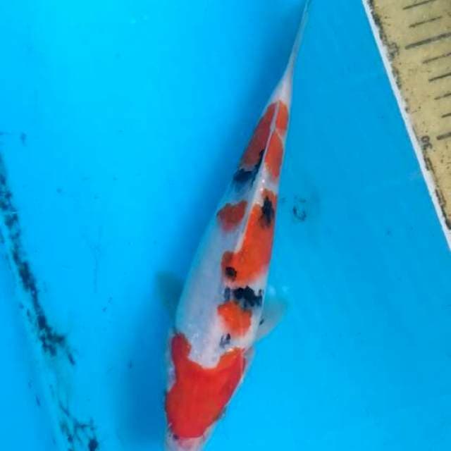 Sanke 23 cm 