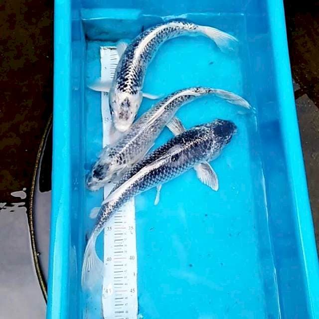 Paket jumbo