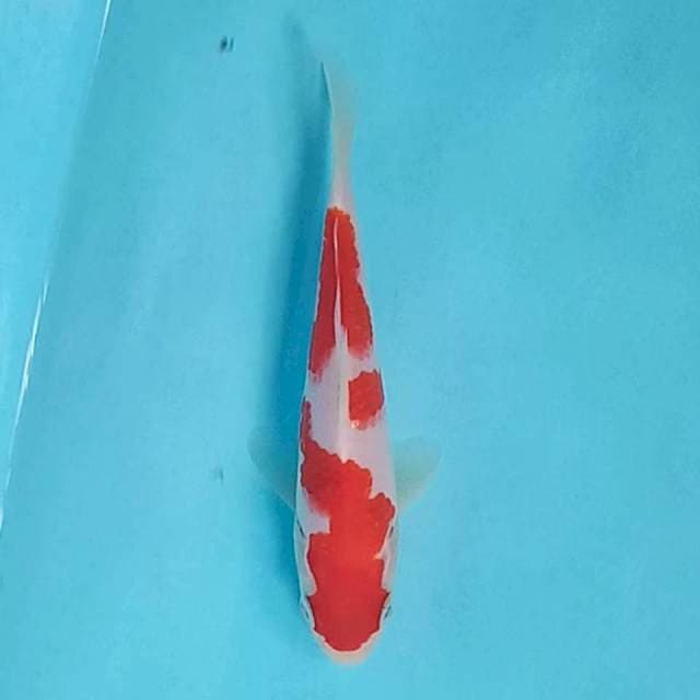 Kohaku siip 16cm
