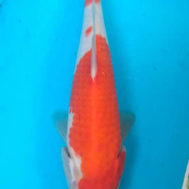 Kohaku 25 cm