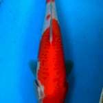 Kohaku 25 cm