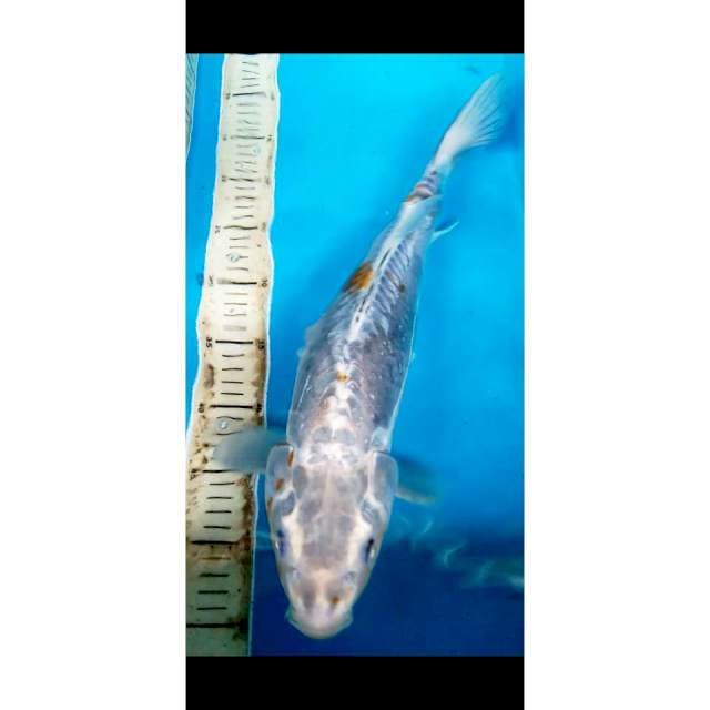 KIKO 45 CM
