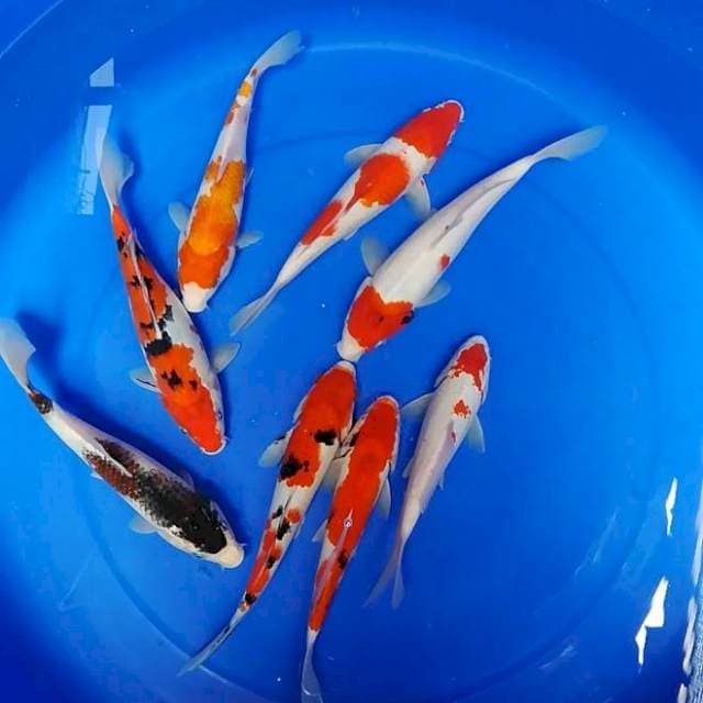 Kohaku sanke showa