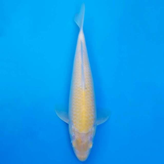 Marusei akame karashi non-serti 30cm