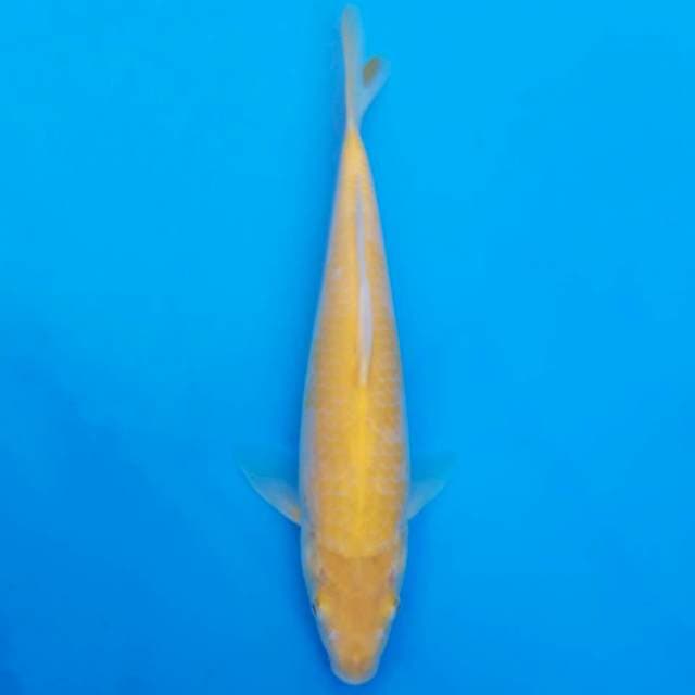 Marusei akame karashi 29cm non-serti