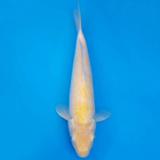 Marusei akame karashi 35cm non-serti
