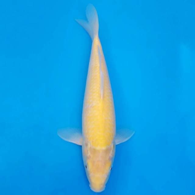 Marusei akame karashi 37cm non-serti