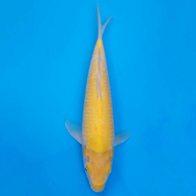 Marusei akame karashi 31cm non-serti