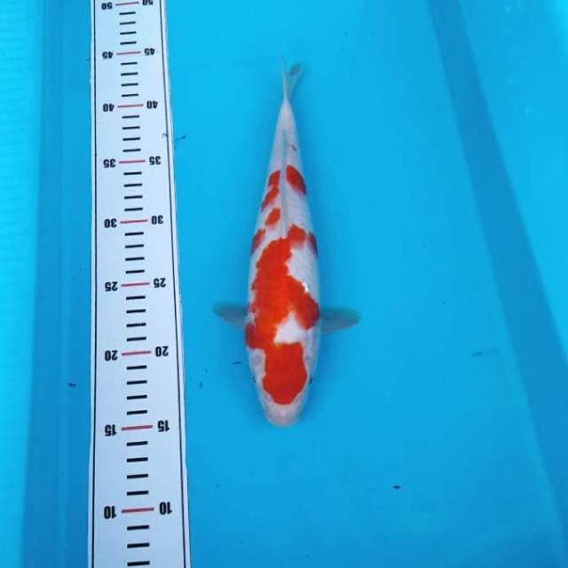 Kohaku ori