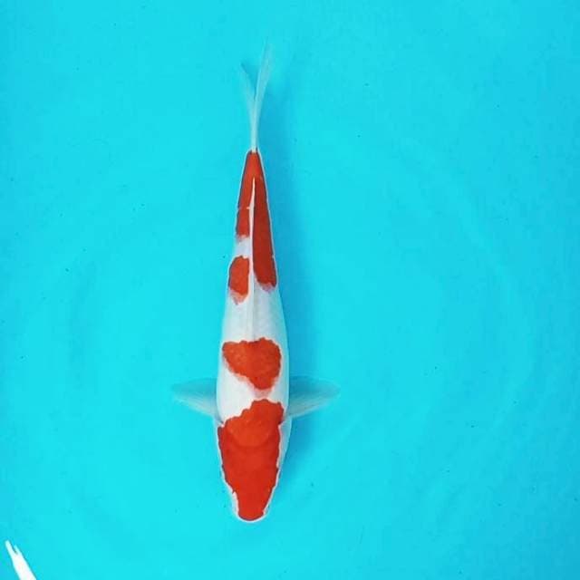 2. Kohaku || 30 cm