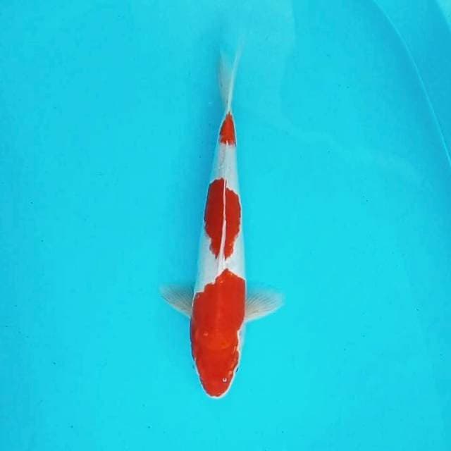6. Kohaku 3 step || 36 cm