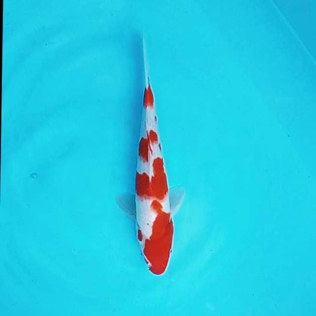 9. Kohaku || 25 cm
