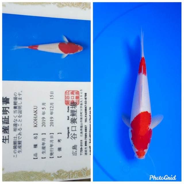 Kohaku import taniguchi farm
