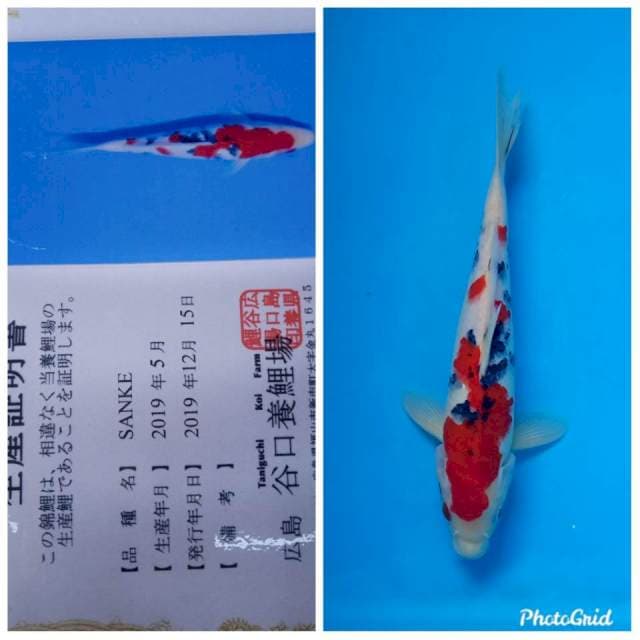 Sanke import taniguchi farm
