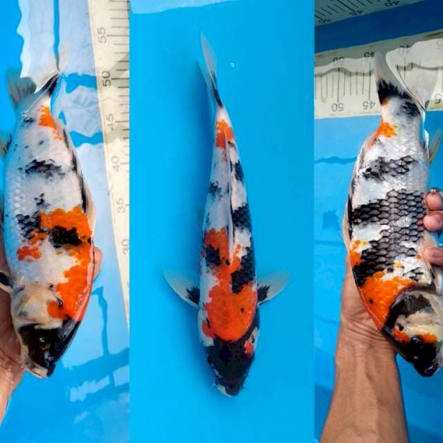 Maruyama bloodline