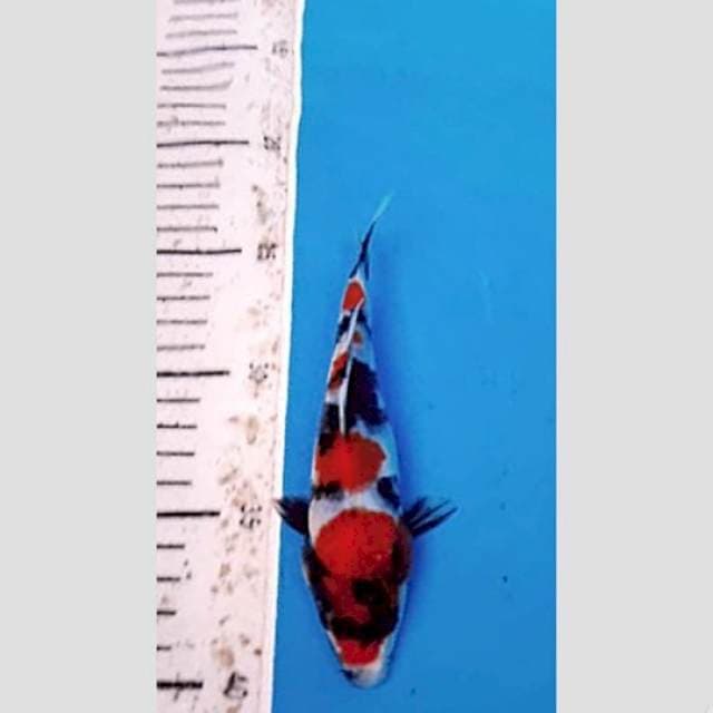 lelang kilat super showa original 20bu