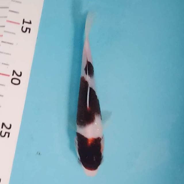 Goromo 16cm siip
