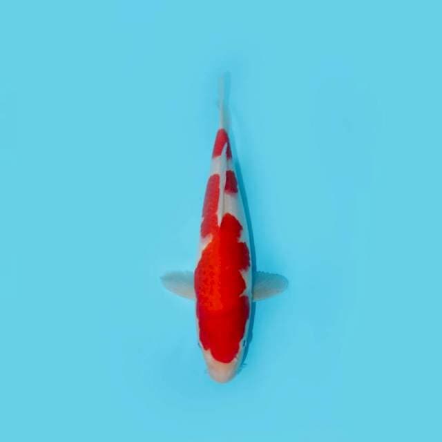 NIDAN KOHAKU 31 CM FEMALE