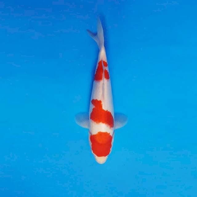 ASAHI 12 ~ KOHAKU 3 STEPS ™