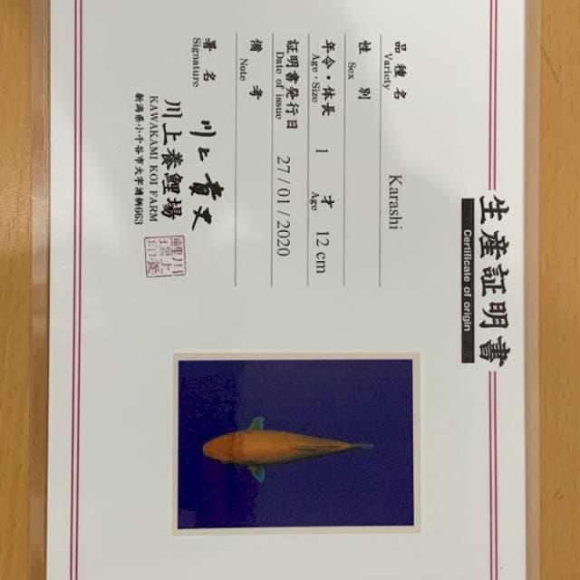 KARASHI KAWAKAMI 20cm
