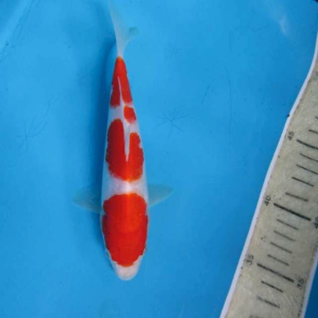 Sandan kohaku15cm (ready show) 