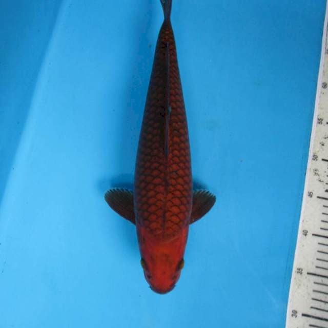 Botan37cm
