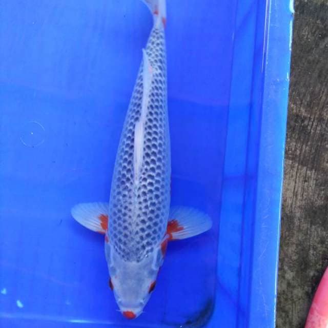 Asagi 34cm