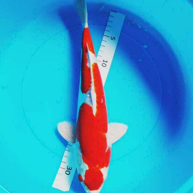 Kohaku doit jreng 35cm