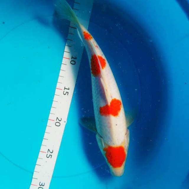 Koahku sisik 28cm