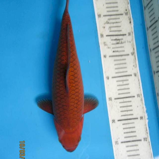 Torperdo34cm