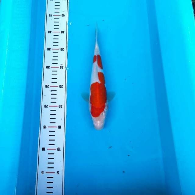 Nidan kohaku