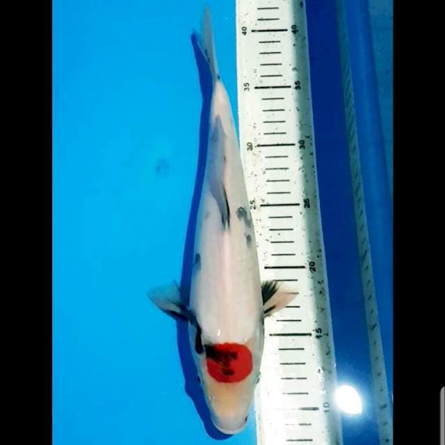 F1 Tc. Showa Tategoi 32 cm