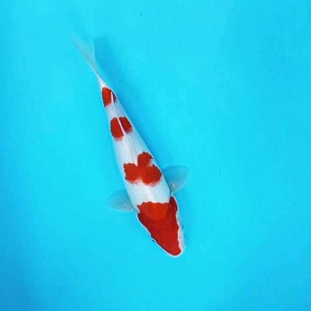 Kohaku # 29cm