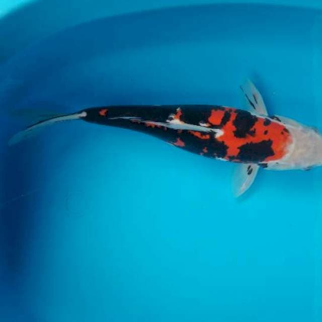 Maru 33