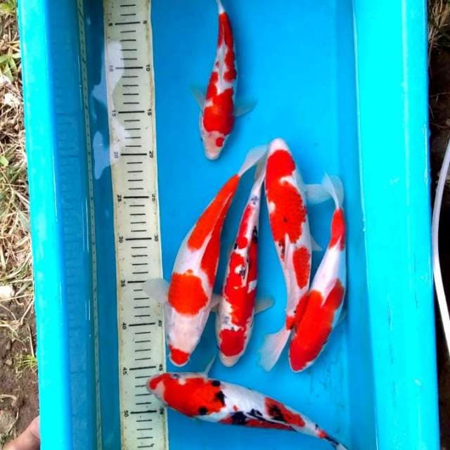 paket kohaku sanke doit&sisik 23-28cm
