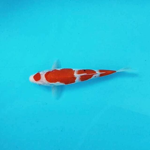 Maruten # 26cm