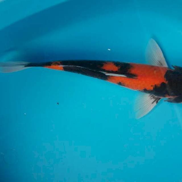Hiro 36