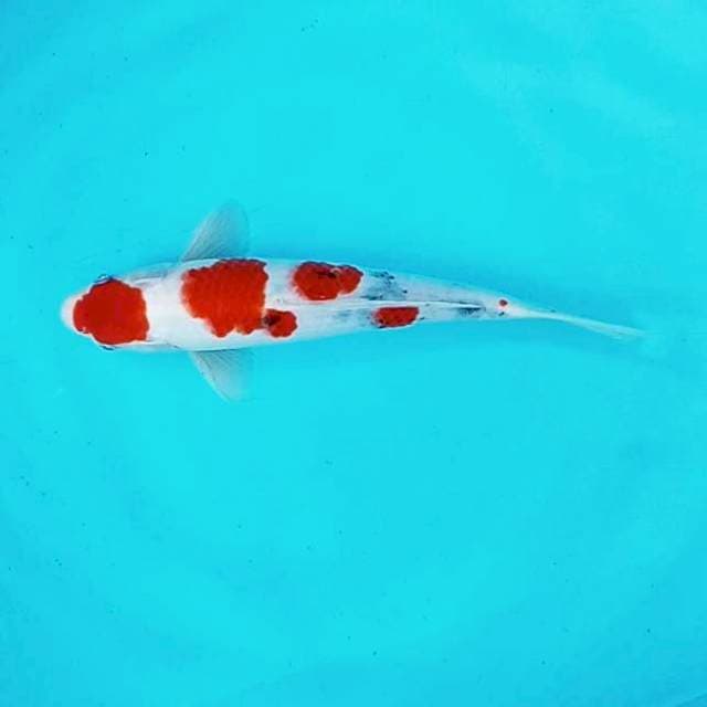 Maruten Tategoi # 29cm