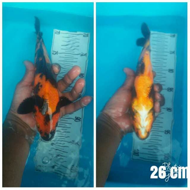 26 cm utsuri