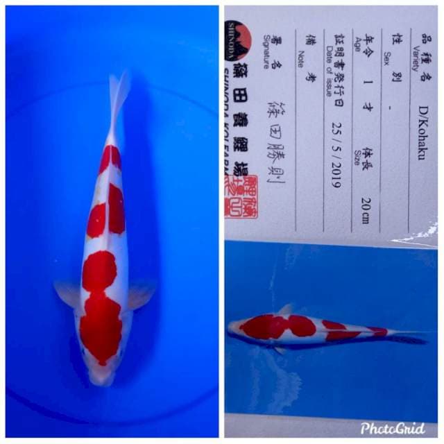 Doitsu kohaku import shinoda farm