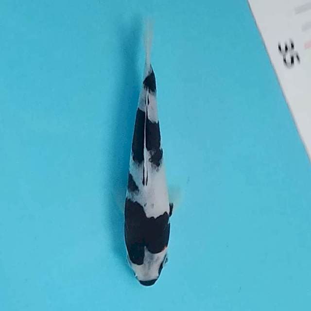 Goromo 15cm siip