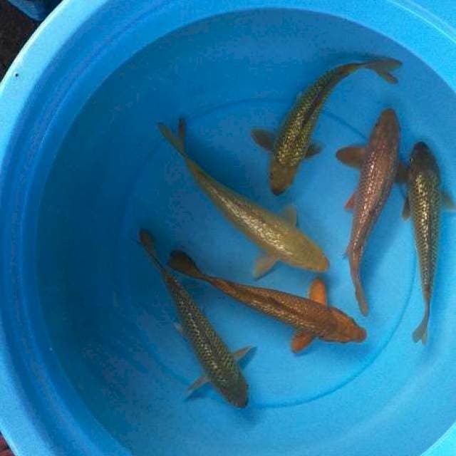 Mix caghoi ginrin 6 ekor