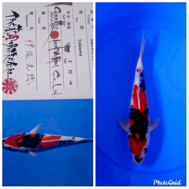 Showa import isa farm