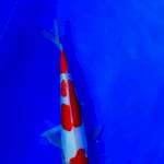 Kohaku SQ 20cm mantab doit