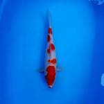 Kohaku 34cm