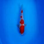 Kohaku 33cm