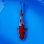 Sanke male 36cm