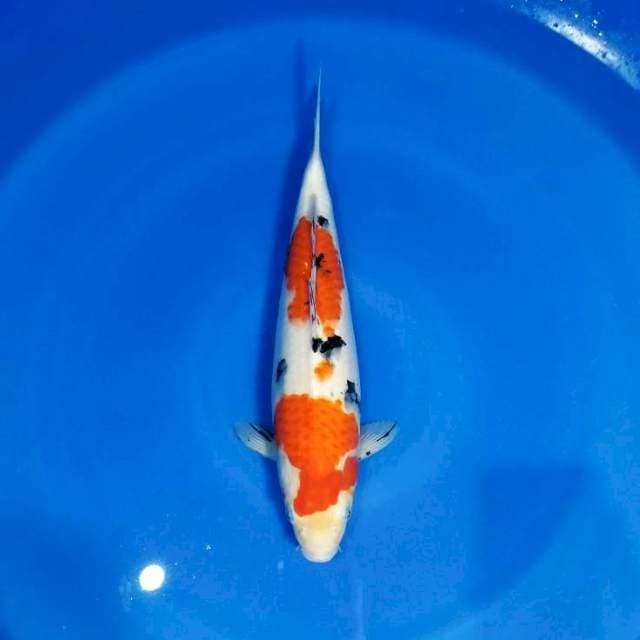 SANKE 37cm female